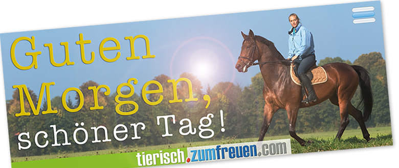 Physiotherapie für Tiere