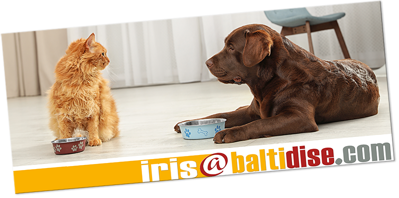 hunde abrichten, trainieren
