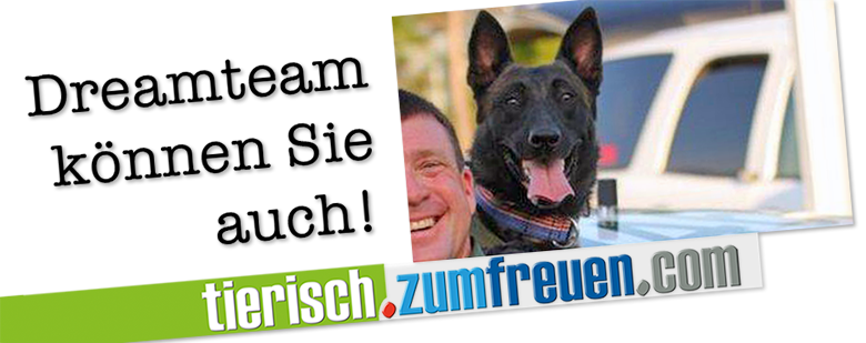 hunde abrichten, trainieren