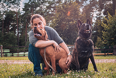 hundetraining