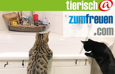 mineralstoffe für katzen