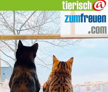 nahrungsergaenzungsmittel für katzen